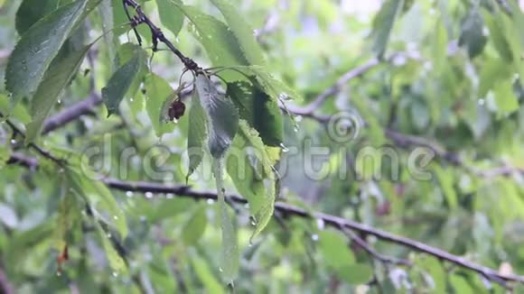 雨点落在绿叶上视频的预览图