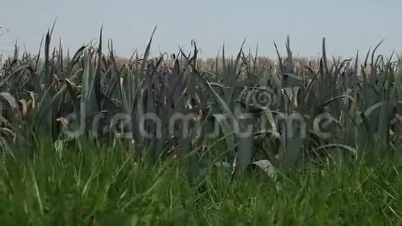 种植芹菜特写摄像机沿着田野芹菜的移动在前景中看到一朵花视频的预览图