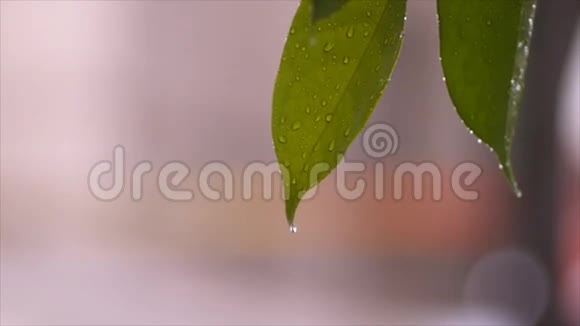 带绿叶的雨滴视频的预览图