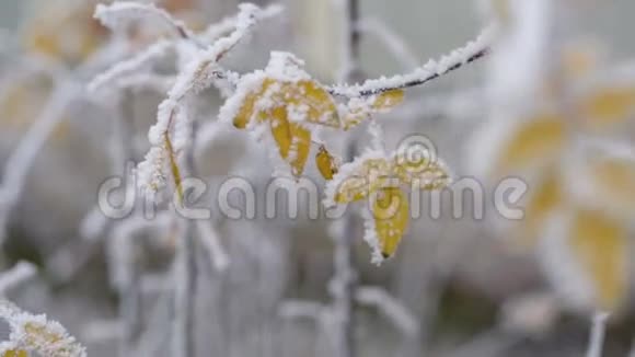 冬日黄灌木冻叶泛动视频的预览图