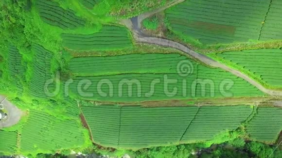 台湾阿里山山区乌龙茶种植鸟瞰图视频的预览图