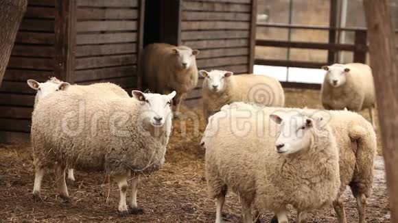 农场上的羊看着镜头拍摄特写羊有一种体面干净的外观框架是美丽的视频的预览图