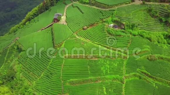 台湾阿里山山区乌龙茶种植鸟瞰图视频的预览图