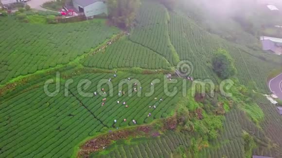 台湾阿里山山区乌龙茶种植鸟瞰图视频的预览图
