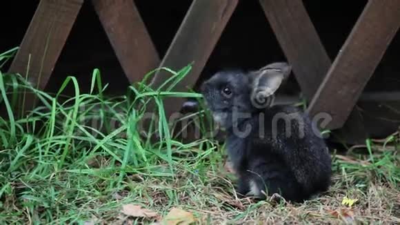 小黑兔吃草视频的预览图
