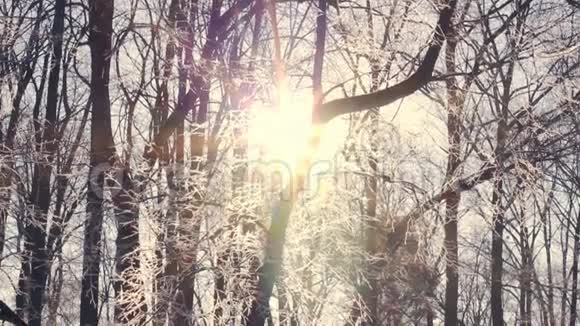 冬林日落阳光透过覆盖着雪的树枝照耀视频的预览图