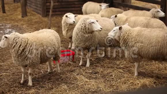 农场上的羊看着摄像机羊有一种体面干净的外观你的报告框架很漂亮视频的预览图