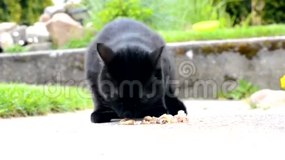 黑猫在花园里吃肉视频的预览图