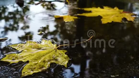 雨滴随着黄色的枫叶落在水坑里视频的预览图
