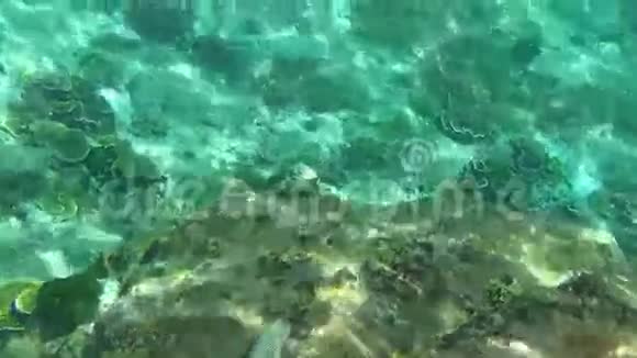 热带鹦鹉鱼视频的预览图