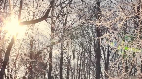阳光透过覆盖着雪的树枝照耀冬季森林日落视频的预览图