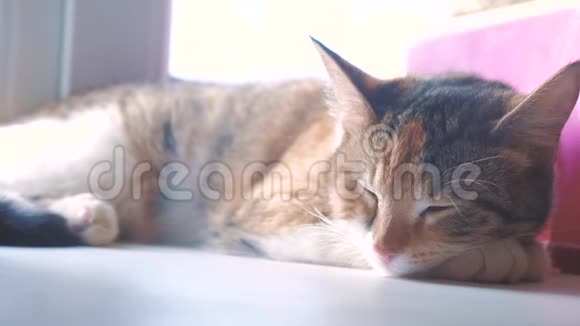 猫宠物条纹三色睡眠概念猫睡在窗台上阳光的生活方式和窗户一起视频的预览图