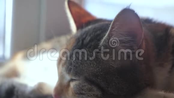 猫纹三色睡眠概念猫睡在窗台上阳光和窗户是可爱的视频的预览图