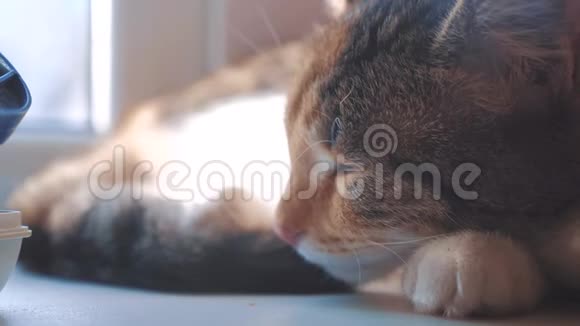 猫纹三色睡眠概念猫睡在窗台上阳光和窗户是可爱的视频的预览图