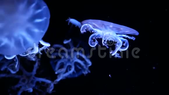4k一组荧光水母在水族馆游泳池游泳透明水母水下镜头闪烁的水母在移动视频的预览图