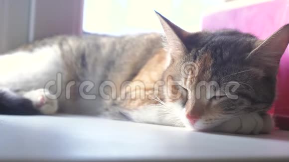 猫宠物条纹三色睡眠概念猫睡在窗台上生活方式阳光和窗户视频的预览图