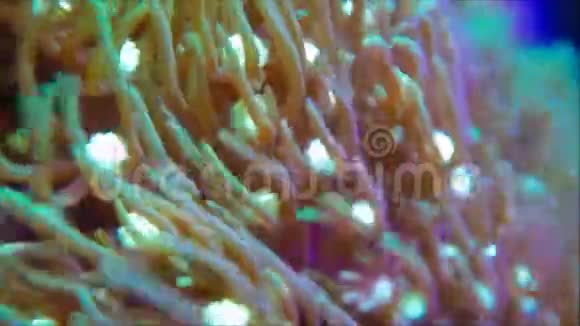 绿星珊瑚群落视频的预览图