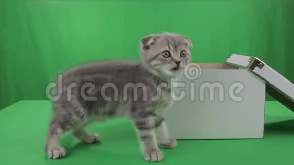 美丽的小猫苏格兰折叠在盒子上的绿色屏幕视频的预览图