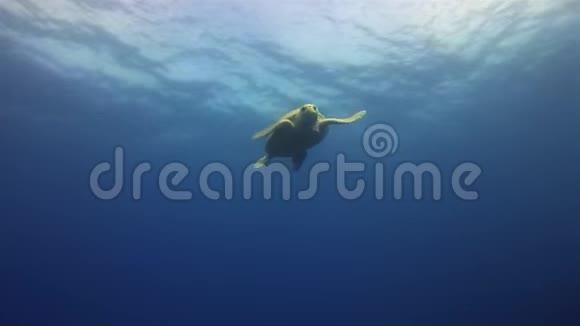 海龟绿海龟黄色美丽的海龟游泳平静优雅的海洋生物视频的预览图
