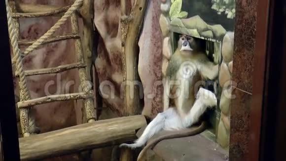哺乳动物红猴Hussars视频的预览图