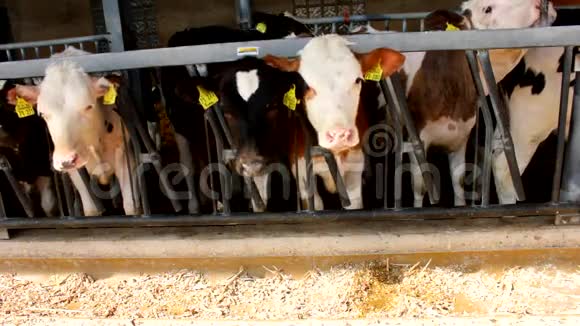 很多牛在马厩里吃东西视频的预览图
