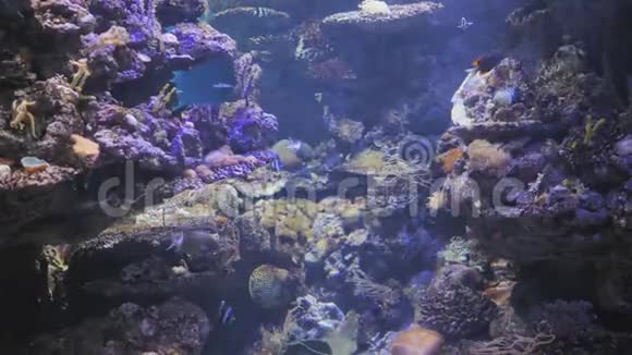 异国的鱼在水族馆里游泳视频的预览图