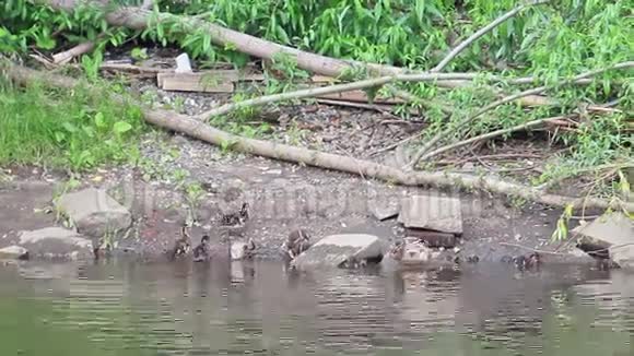 鸭子和小鸭子一起游泳伊卡捷琳堡俄罗斯视频的预览图