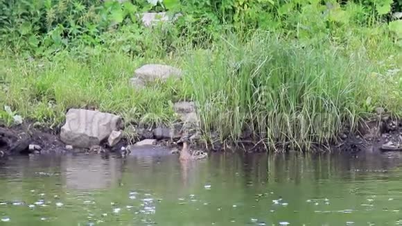 小鸭子在鸭子里游泳俄罗斯埃卡捷琳堡视频的预览图