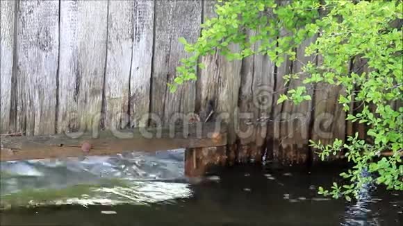 水流在小溪里视频的预览图