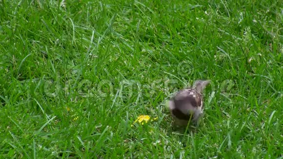 麻雀从草地上摘屑视频的预览图