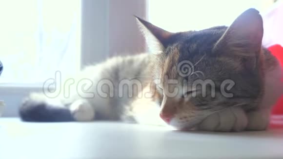 猫纹三色睡眠概念猫睡在窗台上生活方式窗台上阳光和窗户是一样的视频的预览图