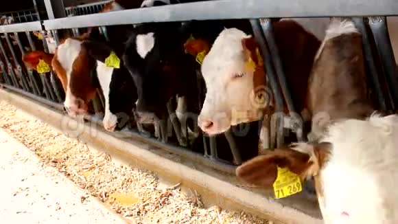 很多牛在马厩里吃东西视频的预览图