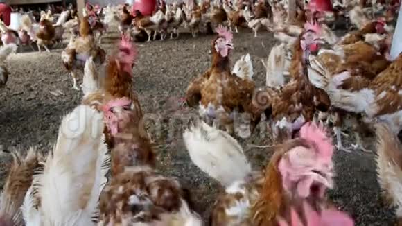 家禽养殖场的鸡免费范围视频的预览图
