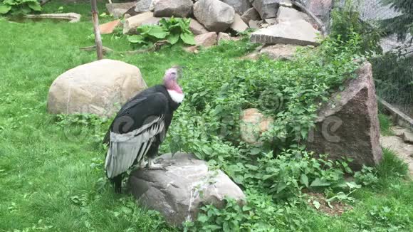 格里芬秃鹫坐在绿草中视频的预览图