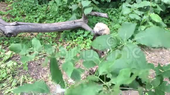 格里芬秃鹫坐在绿草中视频的预览图