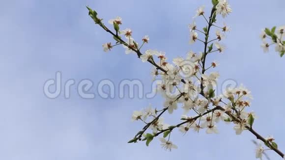白梅树在蓝天上绽放视频的预览图