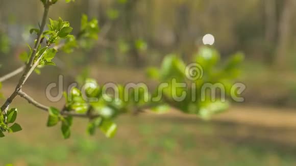 年轻清新的春叶在风中颤抖薄树枝自然背景上有新鲜的绿叶阳光明媚视频的预览图