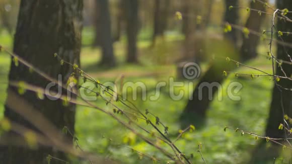 年轻清新的春叶在风中颤抖薄树枝自然背景上有新鲜的绿叶阳光明媚视频的预览图