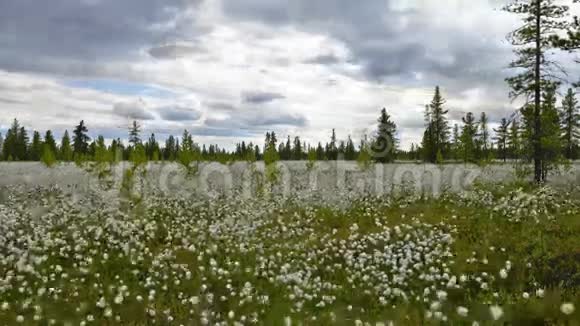 西伯利亚沼泽上移动的云和棉草视频的预览图
