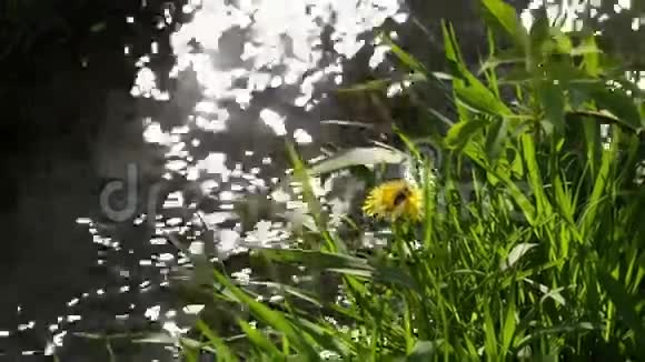 绿色草地上的河流视频的预览图