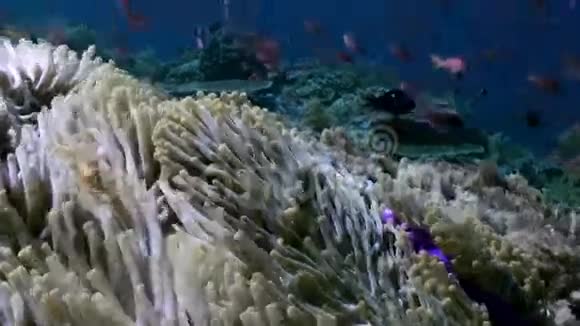 海底礁坡海底学校用彩色鱼视频的预览图