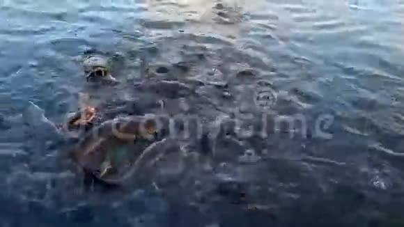 鲶鱼在池塘里觅食视频的预览图