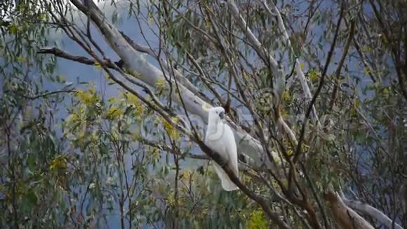 硫磺冠冠鹦鹉视频的预览图