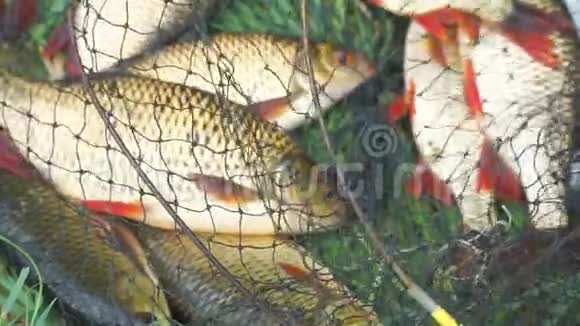 在青草上的渔笼里钓到鱼视频的预览图