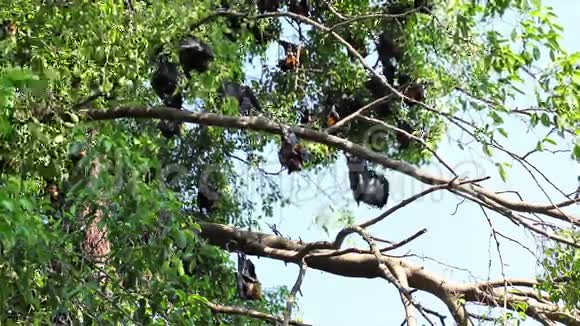 蝙蝠挂在树枝上马来亚蝙蝠或莱尔的飞狐科学名为PteropusLylei低视角镜头视频的预览图