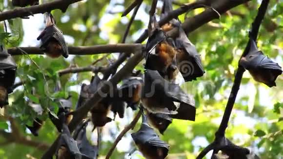 蝙蝠挂在树枝上马来亚蝙蝠或莱尔的飞狐科学名为PteropusLylei低视角镜头视频的预览图