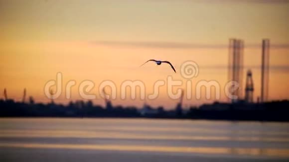 码头上的海鸥和渔夫日出之景有美丽的黄橙色天空视频的预览图