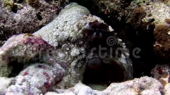 章鱼在马尔代夫惊人的海底背景下隐藏在水下视频的预览图