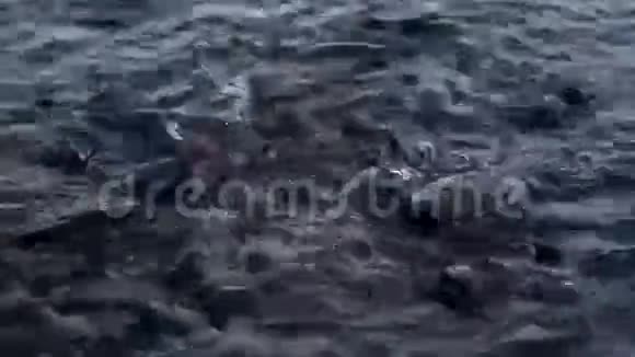 鲶鱼在池塘里觅食视频的预览图