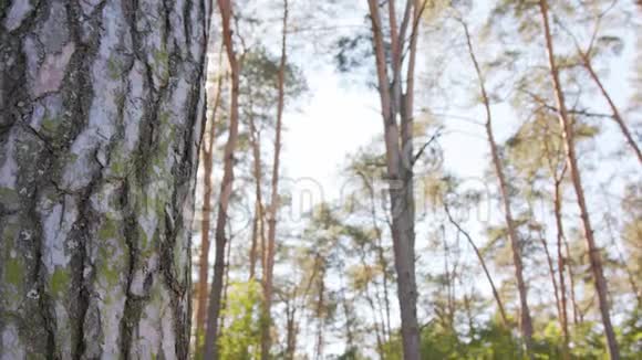 粉发在森林中伸展的年轻女士视频的预览图